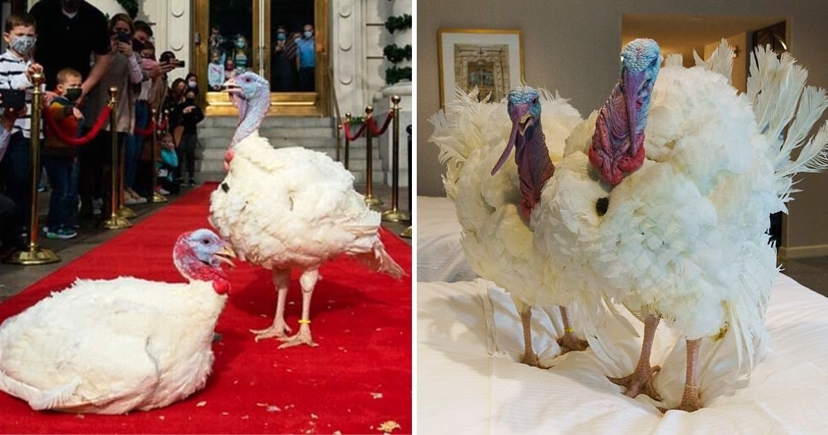 turkeys5.jpg?resize=1200,630 - White House Turkeys Corn And Cob Await Their Presidential Thanksgiving Pardon