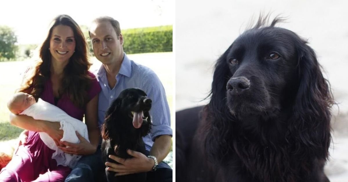 untitled design 1 21.jpg?resize=1200,630 - Kate Middleton And Prince William's Family Dog Lupo Has Died