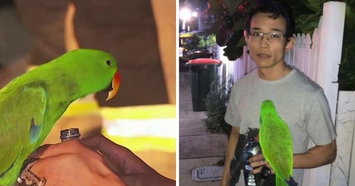 untitled design 3 3.jpg?resize=1200,630 - Hero Parrot Saves His Owner’s Life During A House Fire