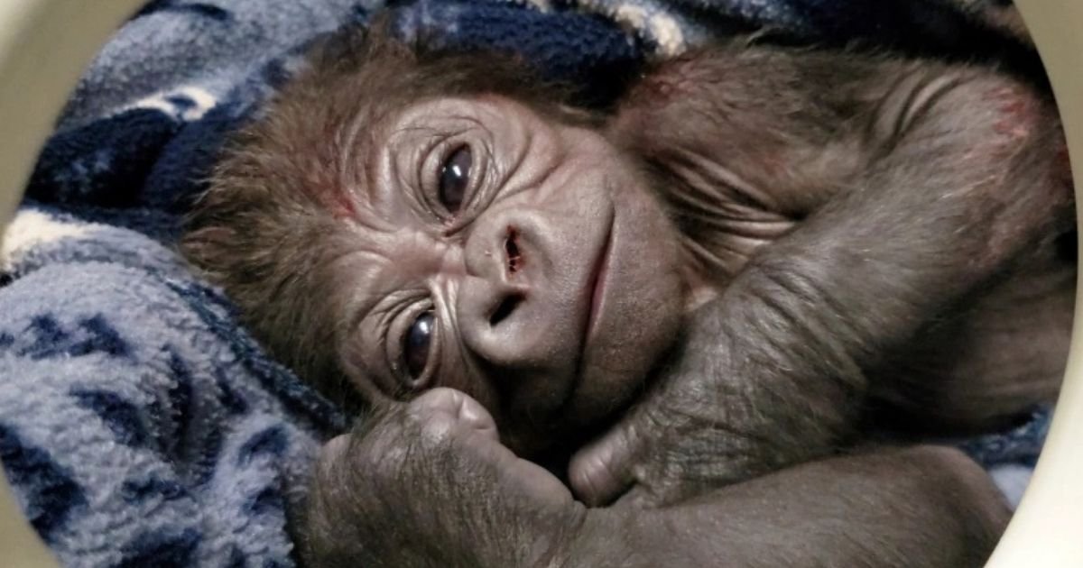 untitled design 3.jpg?resize=412,275 - Photos Show Adorable Baby Gorilla That Was Born At The Zoo