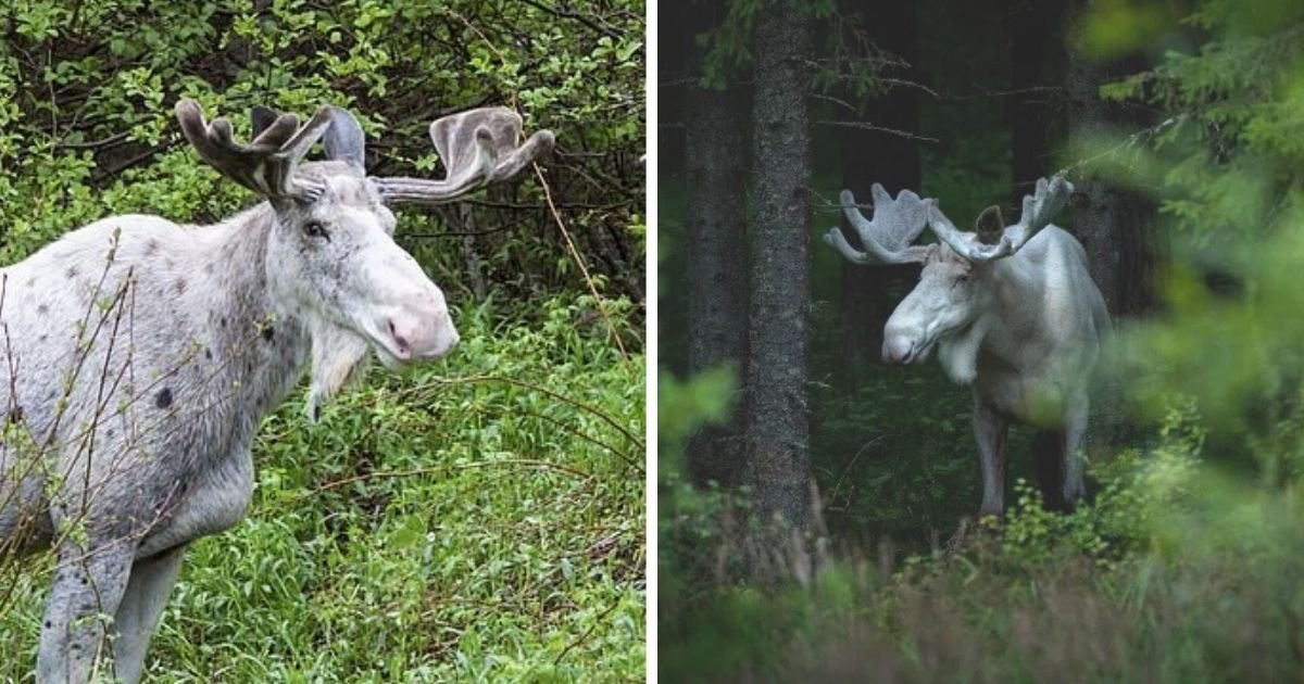 untitled design 4 10.jpg?resize=412,275 - Outrage As Rare White ‘Spirit’ Moose Is Shot By Poachers