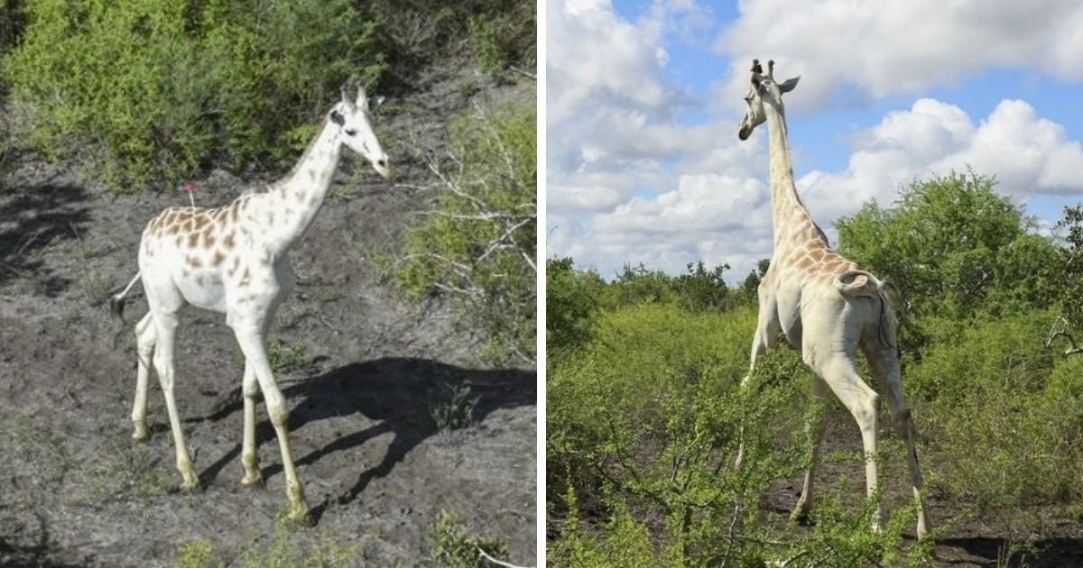 untitled design 4 11.jpg?resize=412,232 - World’s 'Last' White Giraffe Is Equipped With GPS To Protect It From Poachers