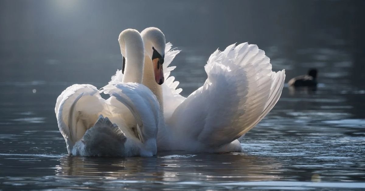 untitled design 4 7.jpg?resize=412,275 - Heartbroken Swan Finds Love After Mourning Her Dead Mate For Years