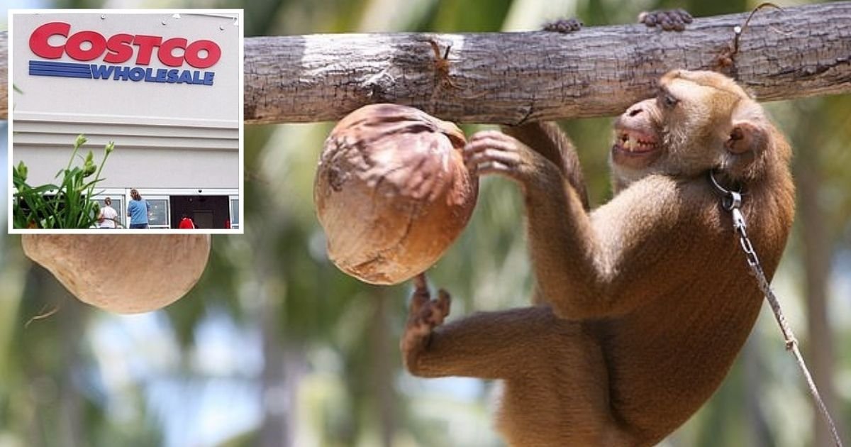 untitled design 4.jpg?resize=412,275 - Costco Ditches Popular Coconut Milk Over The Product's Alleged Ties To Forced Monkey Labor