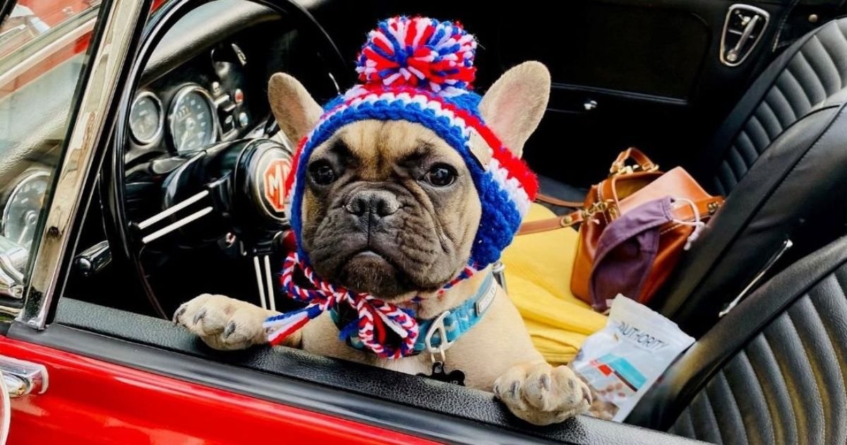 untitled design 5 4.jpg?resize=412,275 - French Bulldog Makes History As He Becomes A Mayor