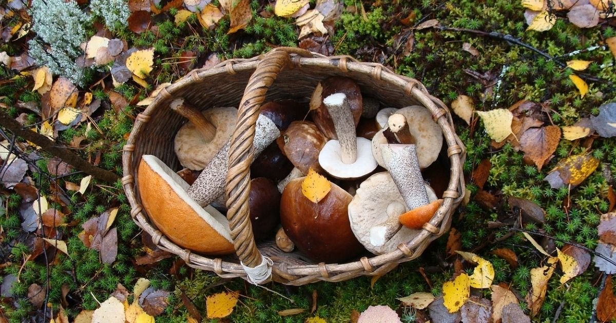 vonjour11.jpg?resize=1200,630 - Des ramasseurs de champignons verbalisés à plus d'un kilomètre de chez eux