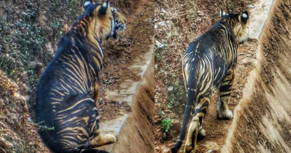 vonjour12.jpg?resize=1200,630 - Un très rare tigre noir a été photographié en Inde