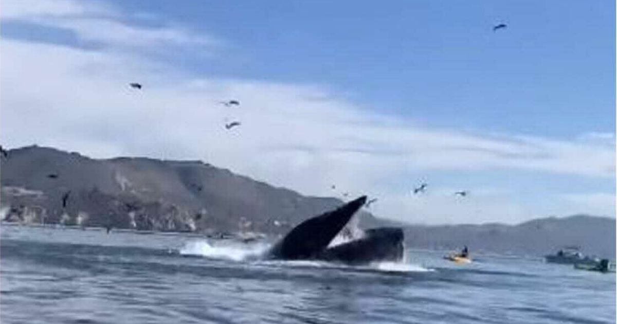 vonjour2 1.jpg?resize=1200,630 - Vidéo : une baleine à deux doigts d'avaler deux femmes en kayak