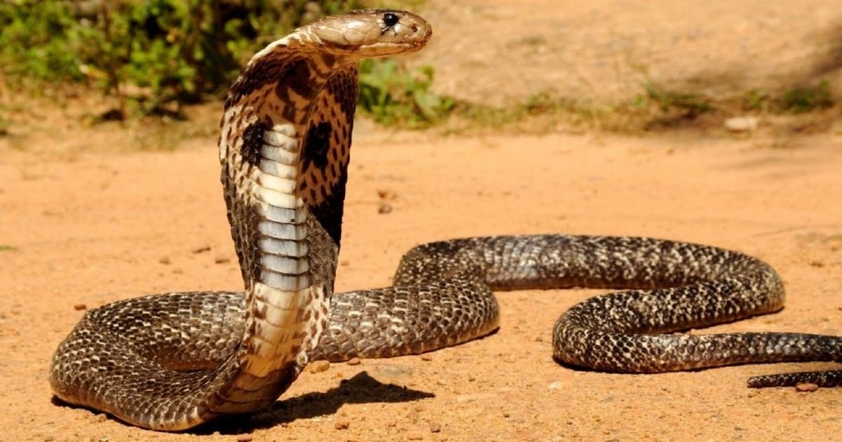 vonjour3 5.jpg?resize=1200,630 - Inde : il se fait mordre par un cobra après avoir survécu au Covid, à la malaria et à la dengue