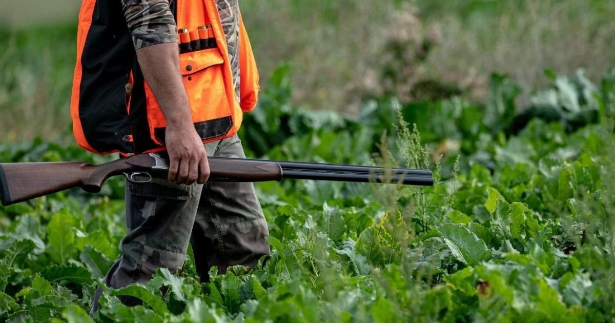 vonjour3.jpg?resize=412,275 - Les chasseurs pourront obtenir des dérogations pour la régulation du gibier