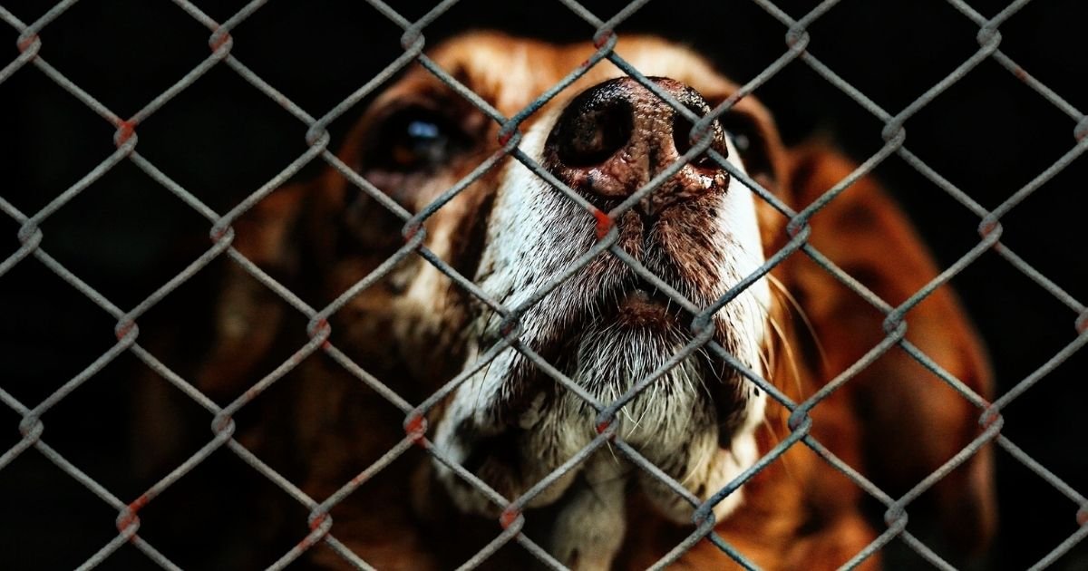 vonjour5 1.jpg?resize=1200,630 - Grèce : la maltraitance animale sera désormais passible de 10 ans de prison