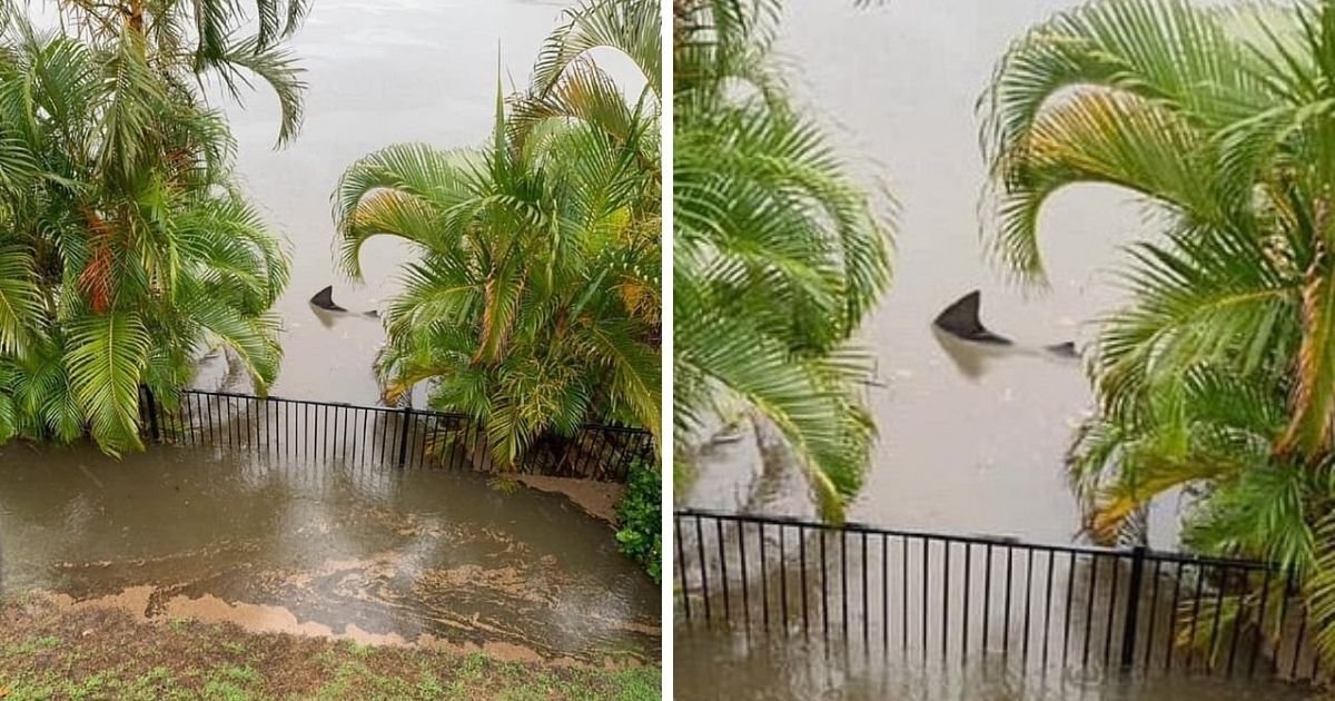 1 145.jpg?resize=412,275 - Tiburón Fue Visto Nadando En Los Patios De Las Casas Luego De Una Inundación