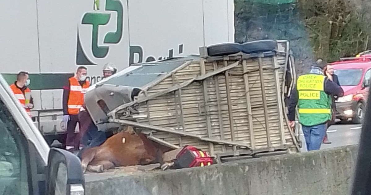 1 acc.jpg?resize=412,275 - Bordeaux: un accident sur la rocade a tué un cheval et un homme