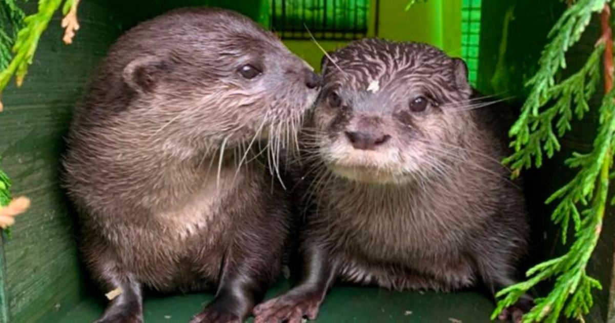 2 27.jpg?resize=412,275 - Two Lonely Otters Who Both Lost Their Partners Have Finally Moved In Together
