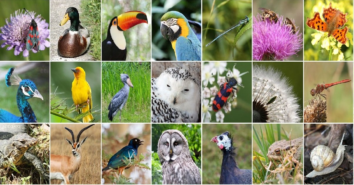 3 animaux.jpeg?resize=412,232 - Nature: quelles sont les espèces qui ont disparu en 2020 ?