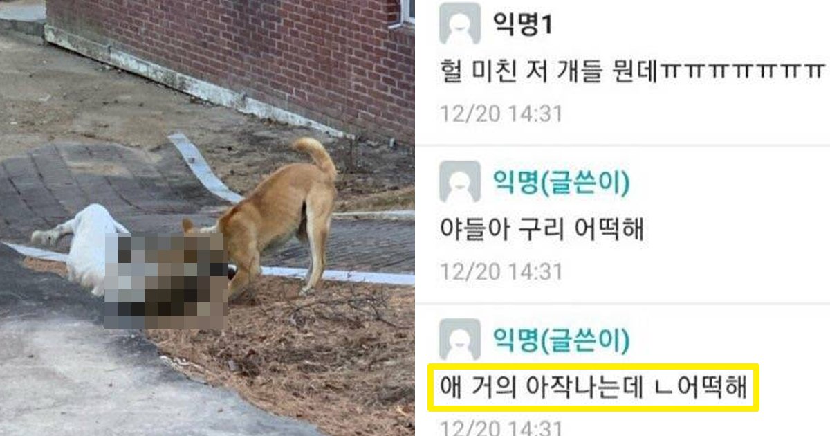 4 57.jpg?resize=412,275 - "들개가 OOO 공격하는데 어떡해"... 에타 난리난 사건.jpg