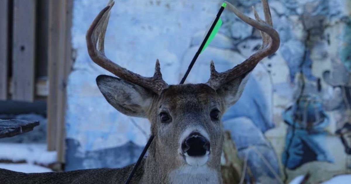 4 60.jpg?resize=412,232 - Deer That Visits A Town In Canada Every Christmas Returns — With An Arrow Through Its Head