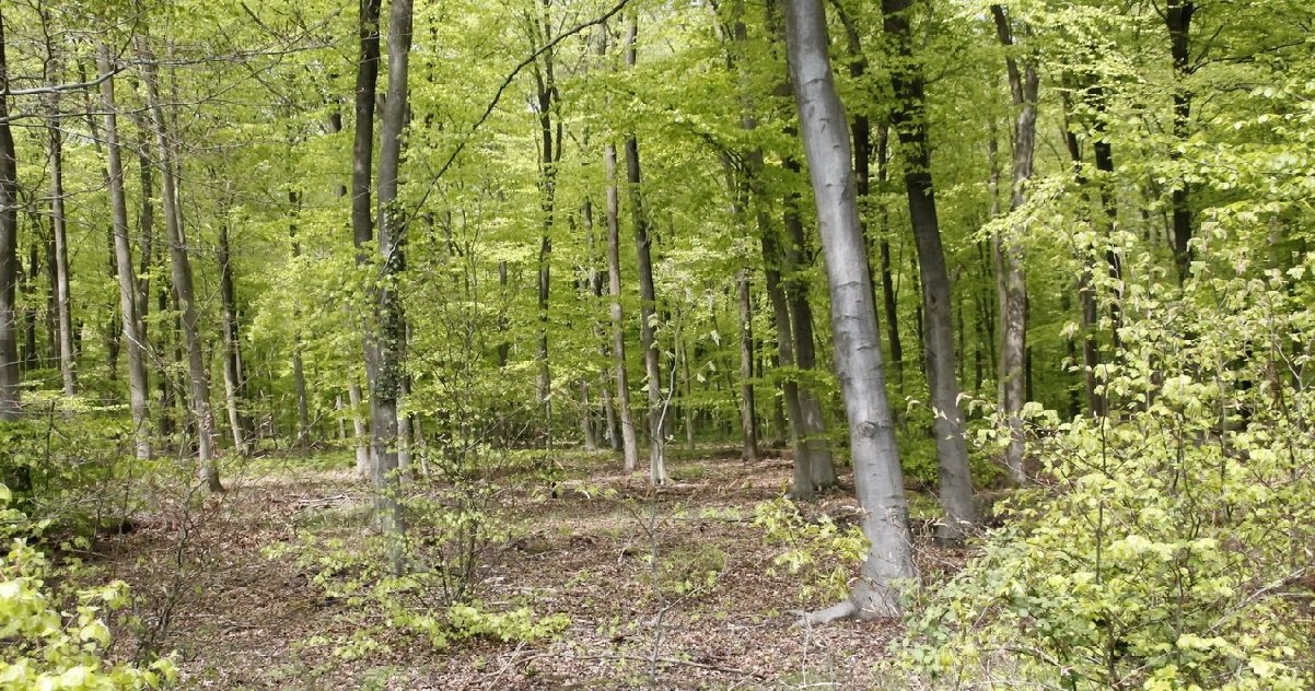 4 foret.jpg?resize=1200,630 - Hérault: une jeune fille de 13 ans a été retrouvée morte pendue à un arbre