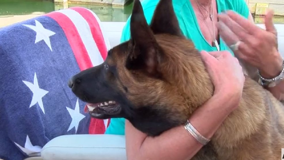 Dog swims over 6 miles, walks 12 more to find family | KOMO