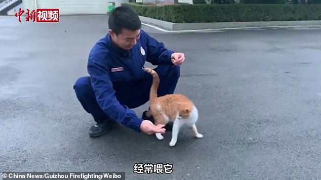 A firefighter said that the cat had become more and more attached to people in blue uniform