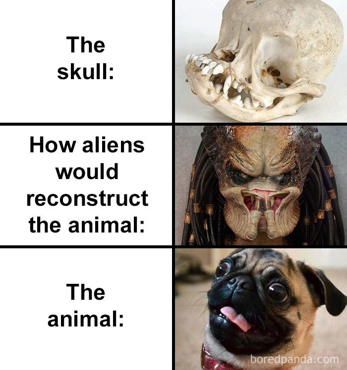 skull of a pug