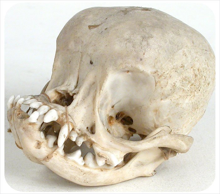 skull of a pug