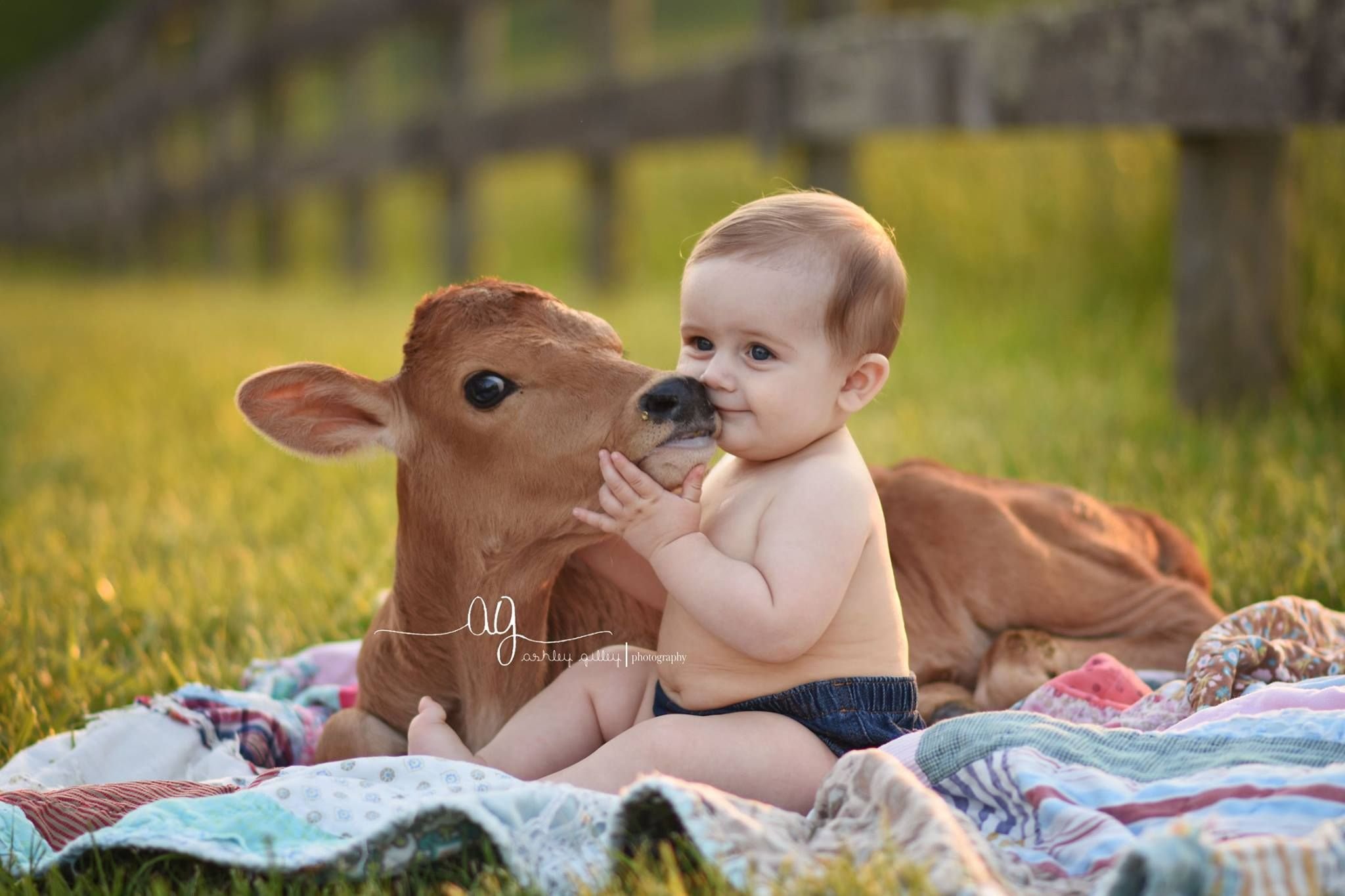 cute baby cows