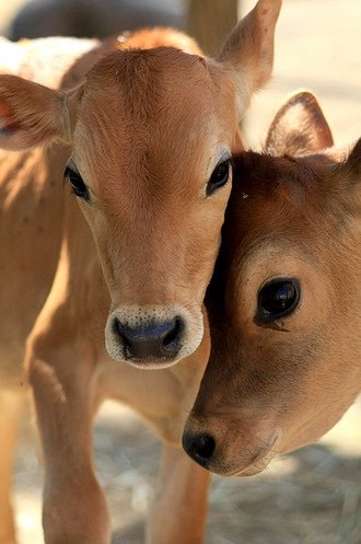 cute baby cows