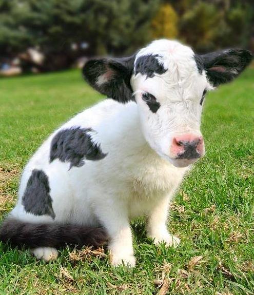 cute baby cows