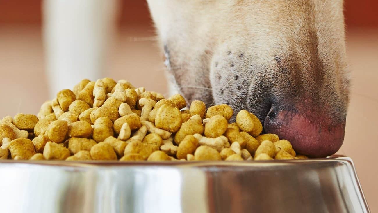 Comida para perros: ¿Cuál es la mejor del 2020?