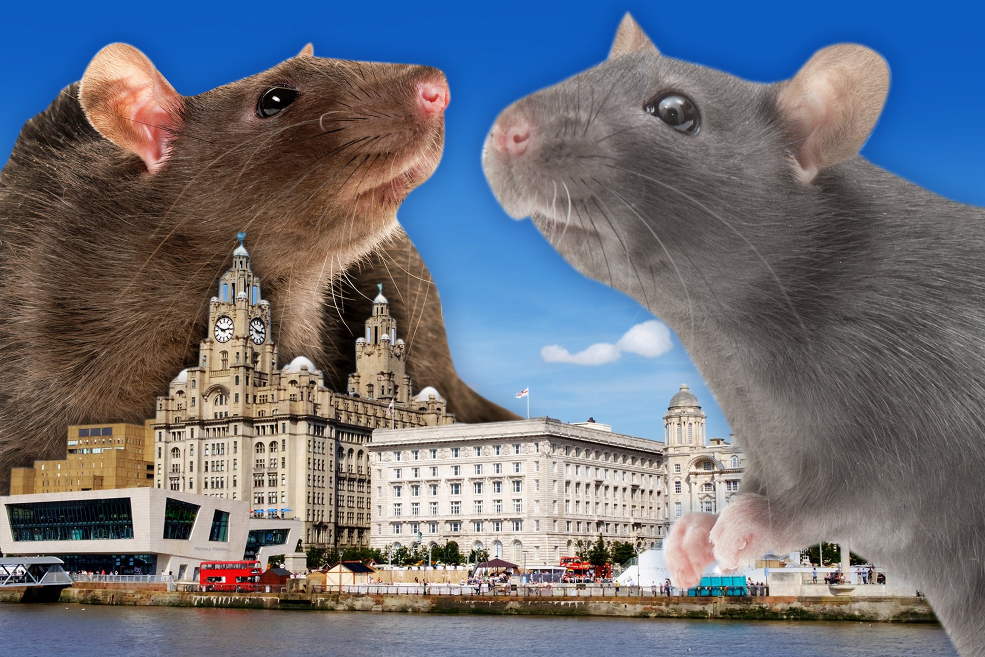 Giant rats terrify Liverpool residents: 
