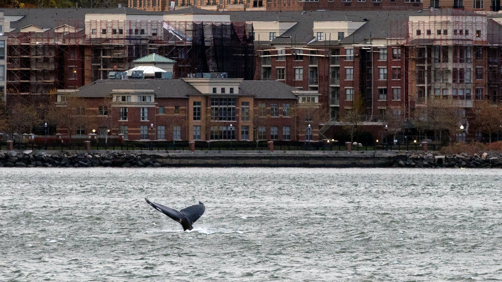 A Whale Takes Up Residence in the Hudson River - The New York Times