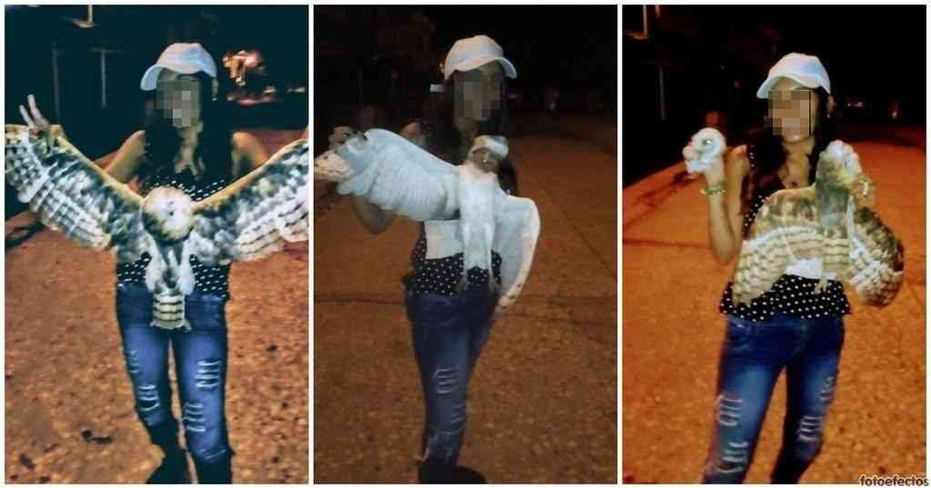 Sigue la crueldad: mujer decapitó una lechuza y subió fotos a redes sociales