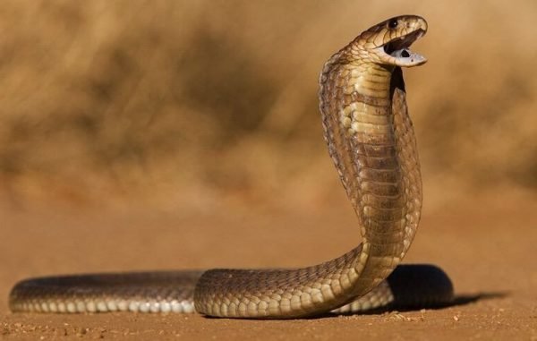 ▷ COBRA ? :una serpiente PEQUEÑA pero VENENOSA | Solo Reptiles