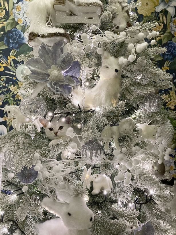 Moon, a 13 week old white kitten, is hiding somewhere in this Christmas tree! Sarah Nelson McGuiness