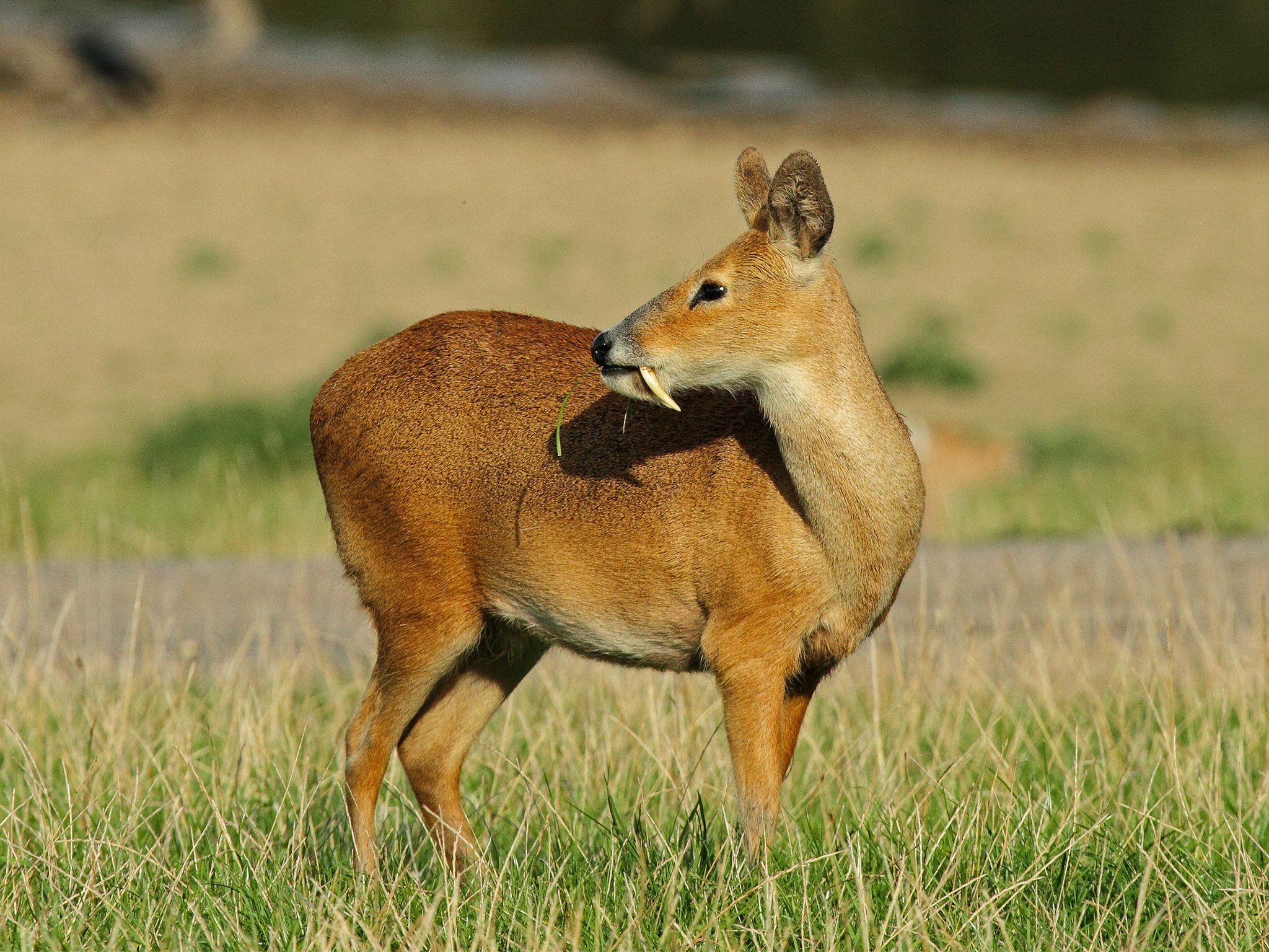 vampire deer