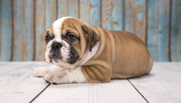 Victorian Bulldogs