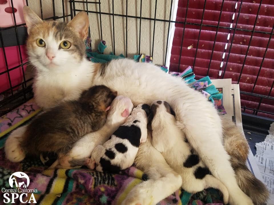 cat with puppies