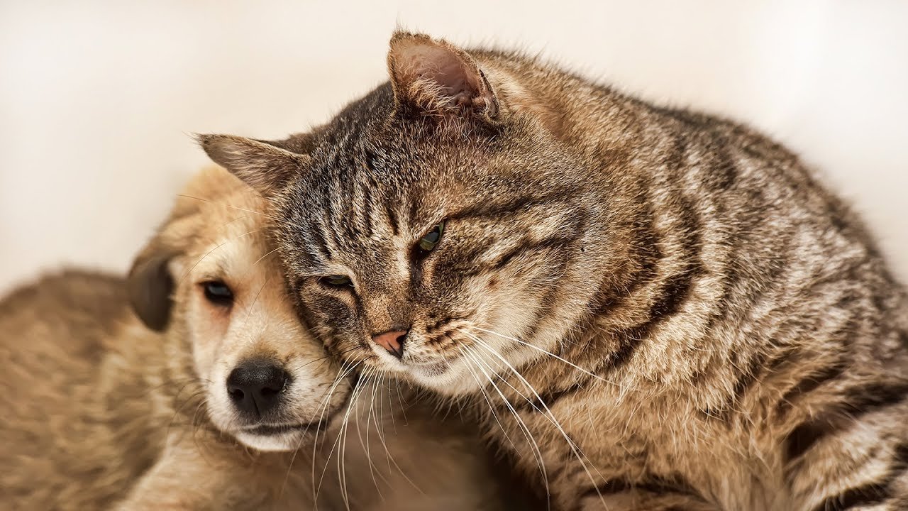 Cat with puppies