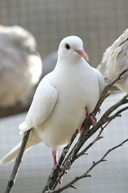 white pigeons