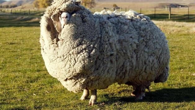 sheep shrek