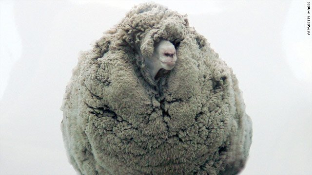 sheep shrek