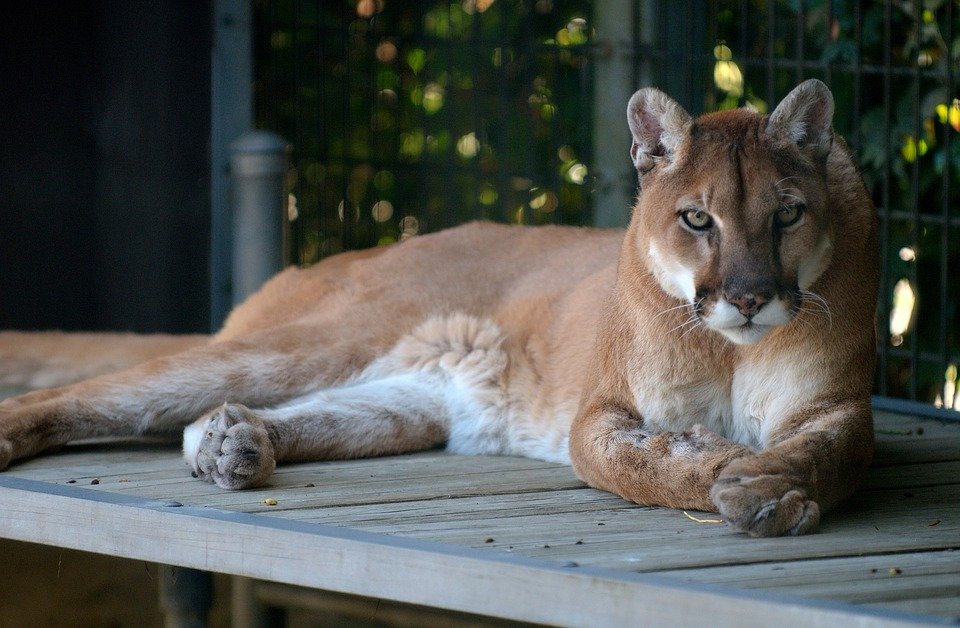 eastern pumas