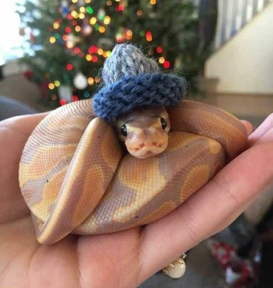 snake in hat