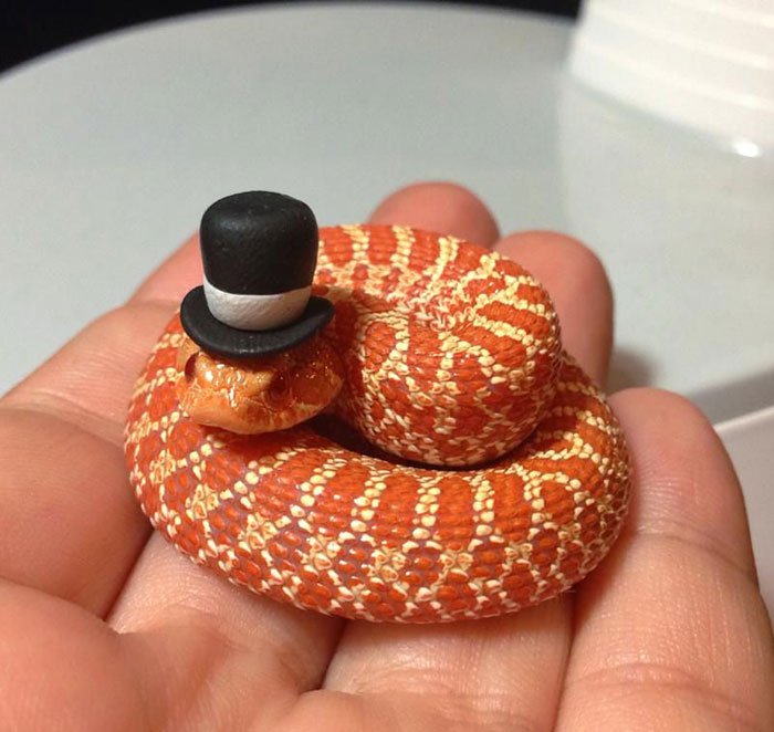 snake in hat