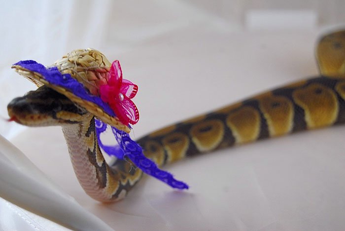 snake in hat