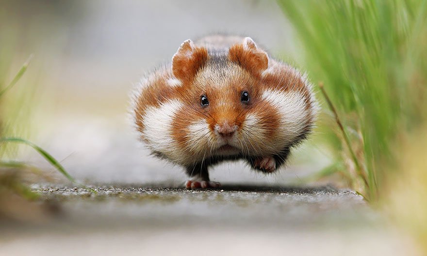 cute hamsters