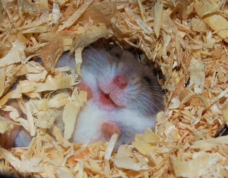 cute hamsters