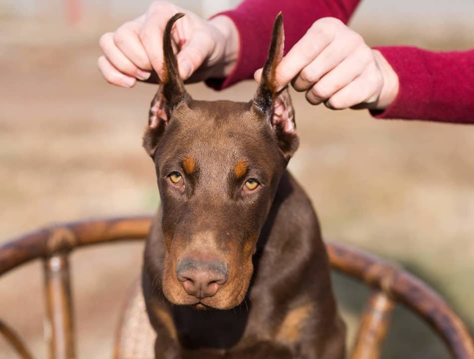 cropping dogs