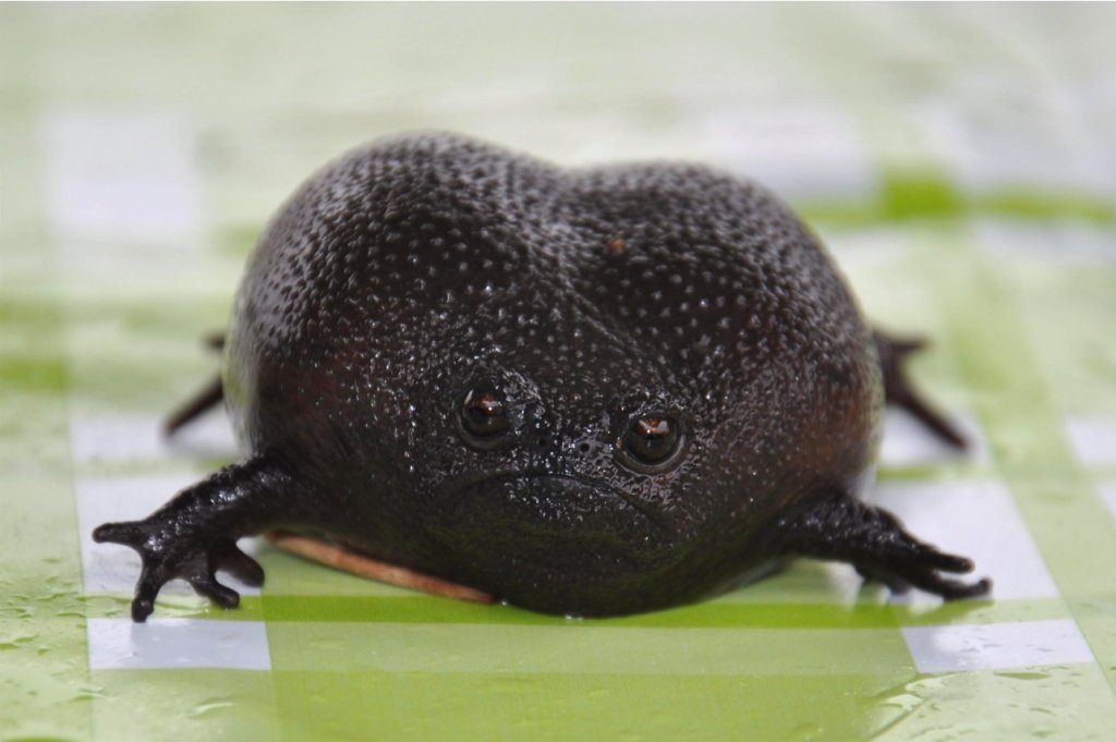 black rain frog